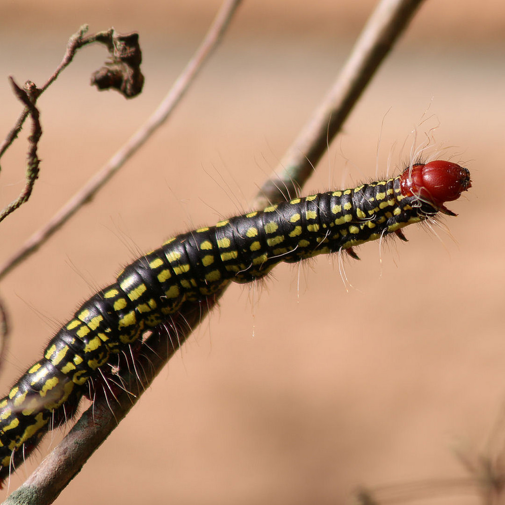 Foliage Eating Insects